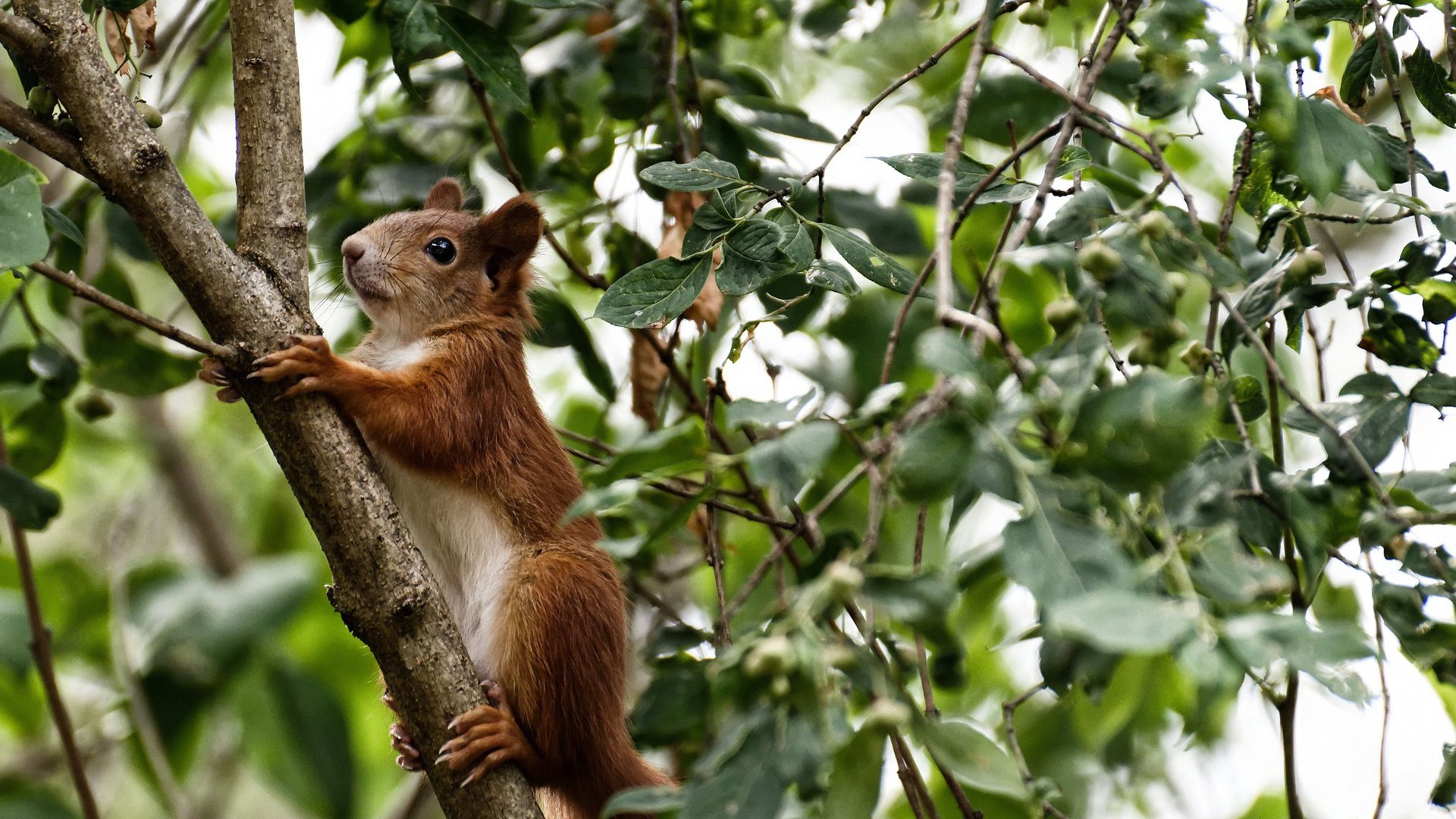 隔空对话,哈登狂砍生涯最高分,吉林速胜如疾风扫爵士