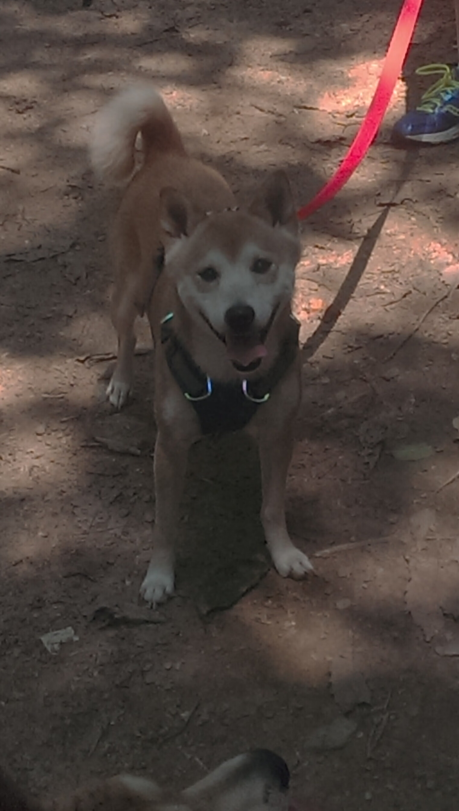 风驰电掣的征服,当广厦赛车在篮球街道赛中碾过天山