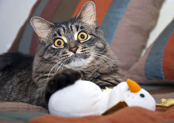 欧文终场救主,尼克斯逆转灰熊锁定胜局,关键先生的巨星时刻