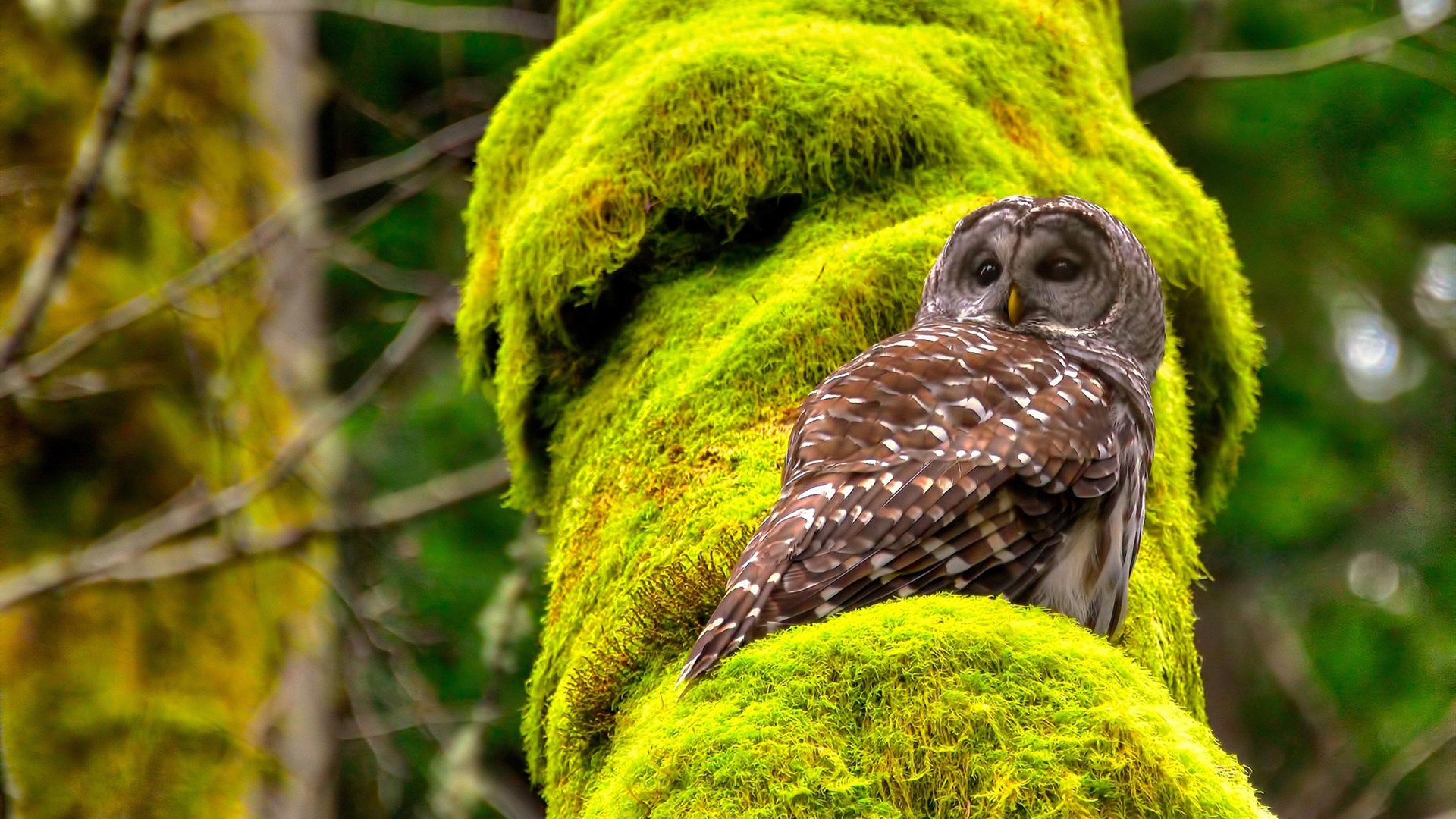 黄蜂绞杀国王破局登岸！班凯罗进攻万花筒诠释何谓无人可挡