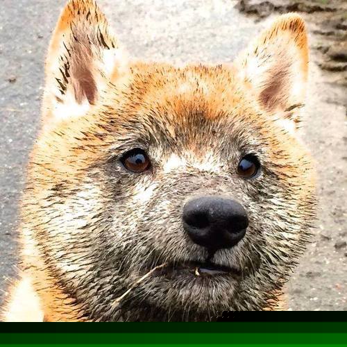 当厄德高披上喀麦隆战袍,非洲雄狮89分钟吞噬荷兰