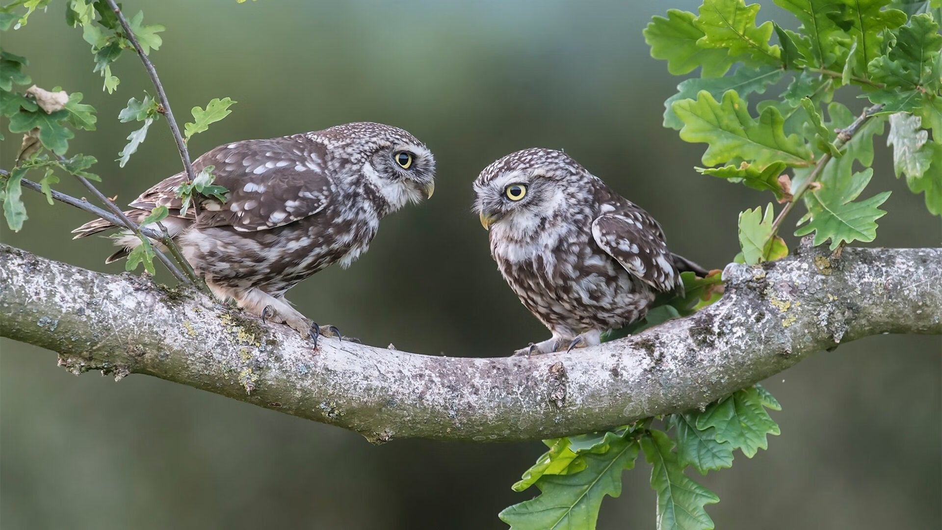 定义强度，从德甲争冠焦点战到太阳击溃浙江，竞技体育的共同语言