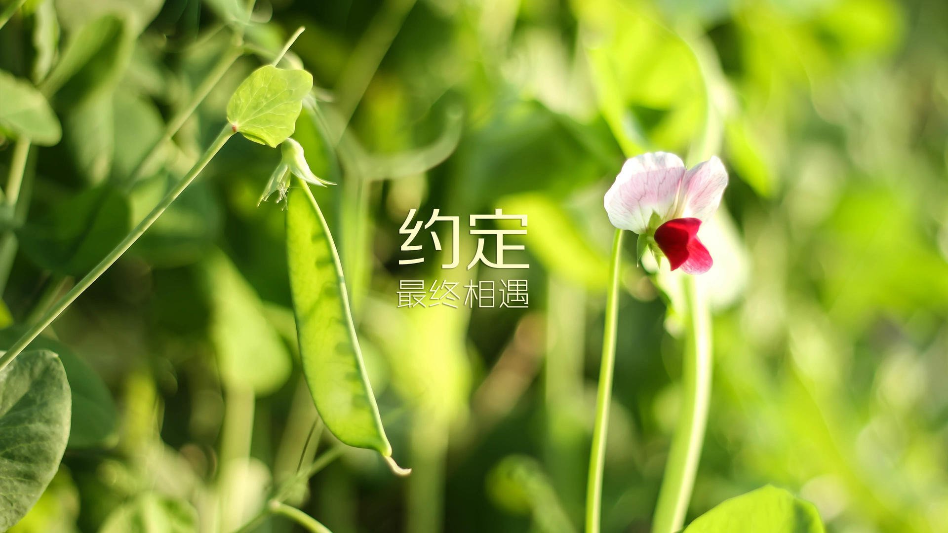 以下是为您构思的文章